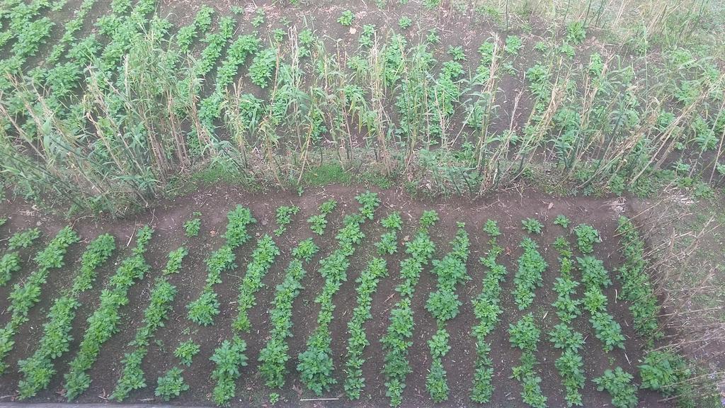 Tharbaling Homestay Darjeeling  Buitenkant foto